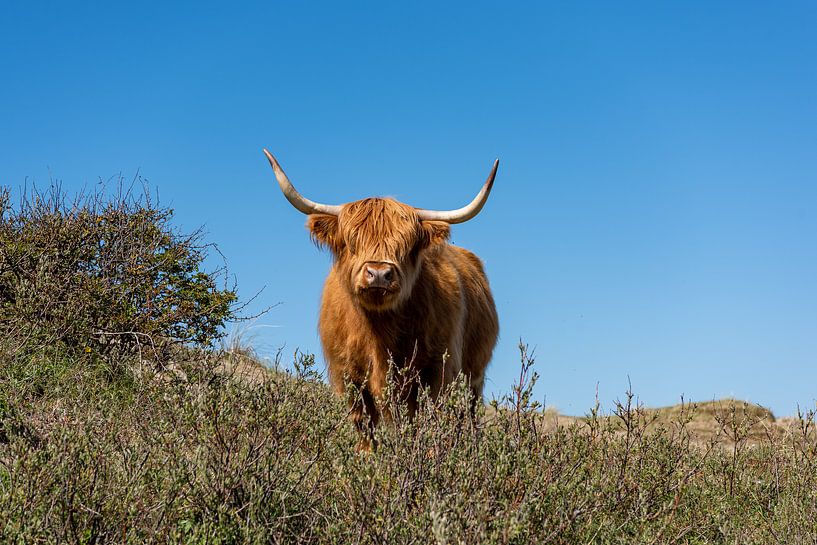 Scottish Highlander on the dune by Rob Donders Beeldende kunst