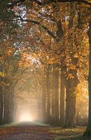 The gateway to the light