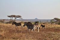 Zebraherde in der afrikanischen Savanne