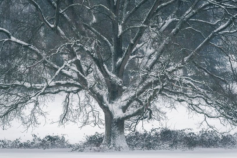 Mighty Tree by Erik de Jong