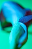 Nature morte d'un magnifique Calla