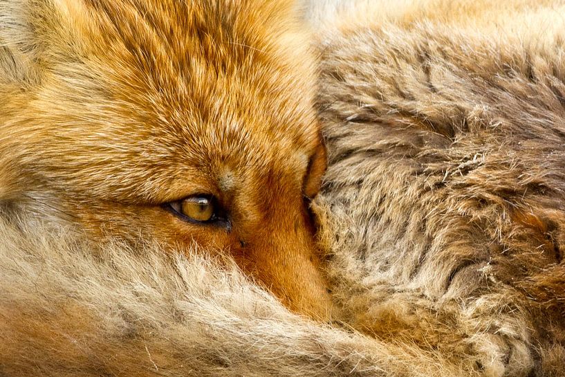 Portrait of a Red Fox. by Menno Schaefer