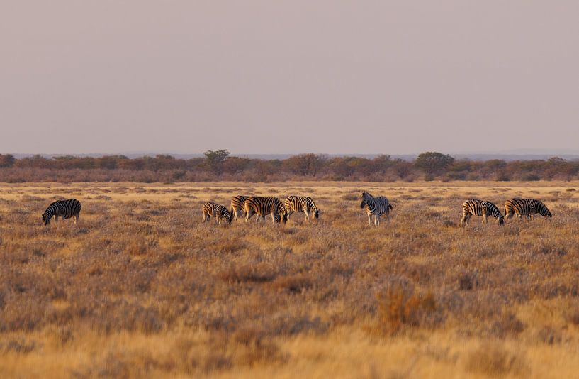 Weidende Zebras früh am Morgen von Eddie Meijer
