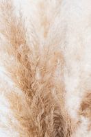 Natürlich, abstrakt, weich, Detail, Fahne, Foto