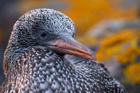 Young gannet on dune/Helgoland
