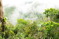 Cloud forest Ecuador $