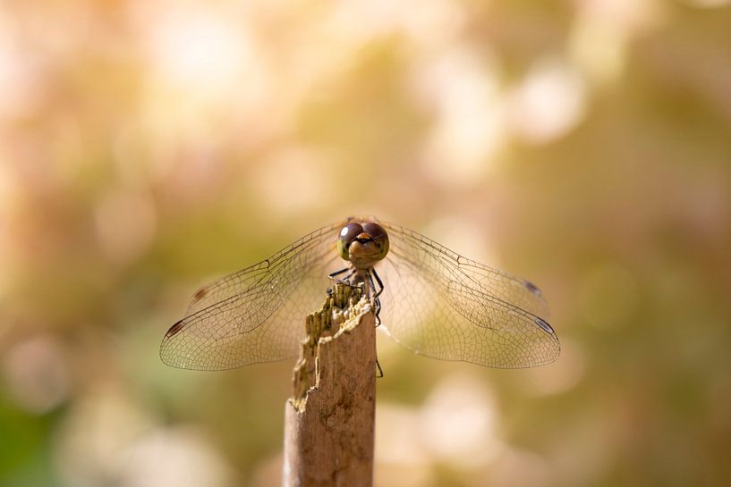 Libellen von Anneke Kroonenberg