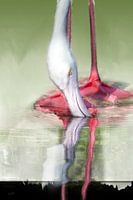 Spiegelung des Flamingos