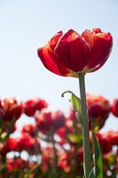 Tulpen