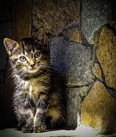 Flumet onze nieuwe aanwinst