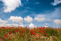Coquelicots