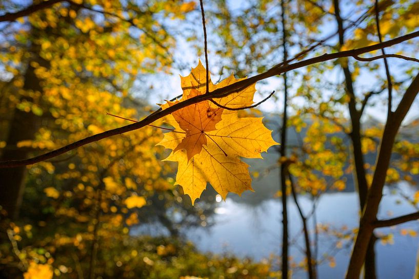 Autumn leaf in backlight by Remco Van Daalen