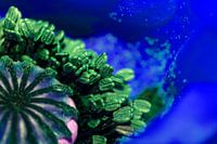 Onderwater Papaver in Blauw