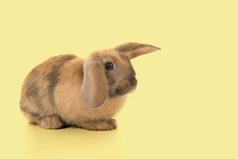 Hase in Gelb von Elles Rijsdijk