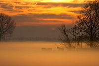 Horses in the fog at sunrise