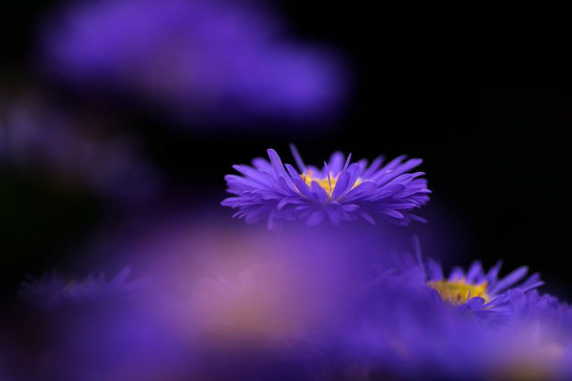 Michaelmas daisy in a purple haze by Birgitte Bergman