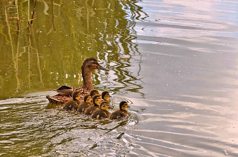 Wilde eend met kuikens von Leo Huijzer