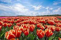 Tulpenveld in Drenthe. 