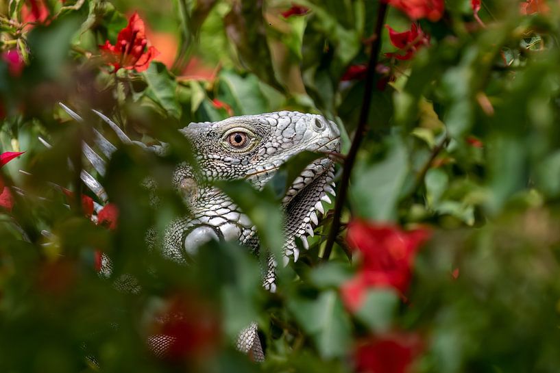 Iguanes parmi les fleurs rouges. par Dennis en Mariska