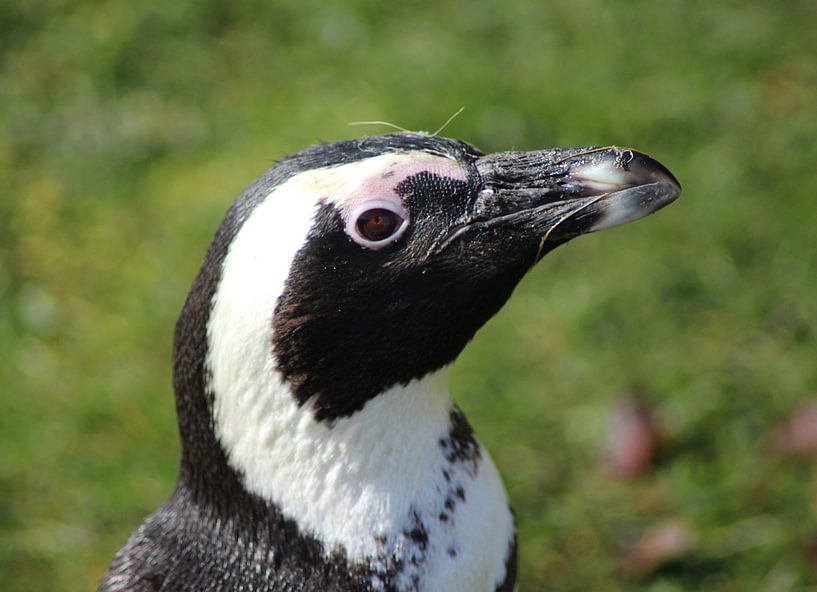 Zwartvoetpinguïn hoofd von michael meijer