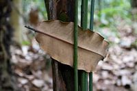Ein Blatt,  zwischen den Luftwurzeln eines Baumes gefangen.