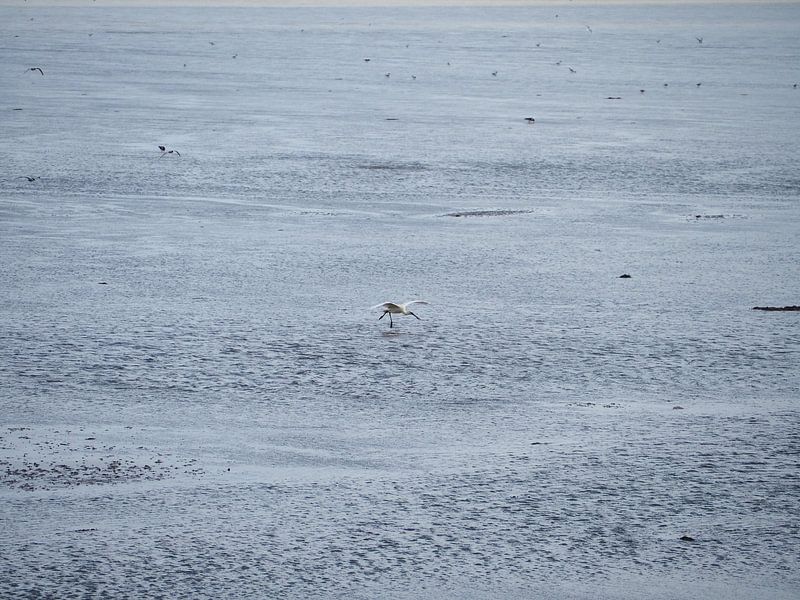 Spoonbill landing on Terschelling by Atelier Liesjes