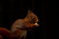 Eichhörnchen mit Erdnuss