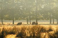 Schottische Highlander im Nebel