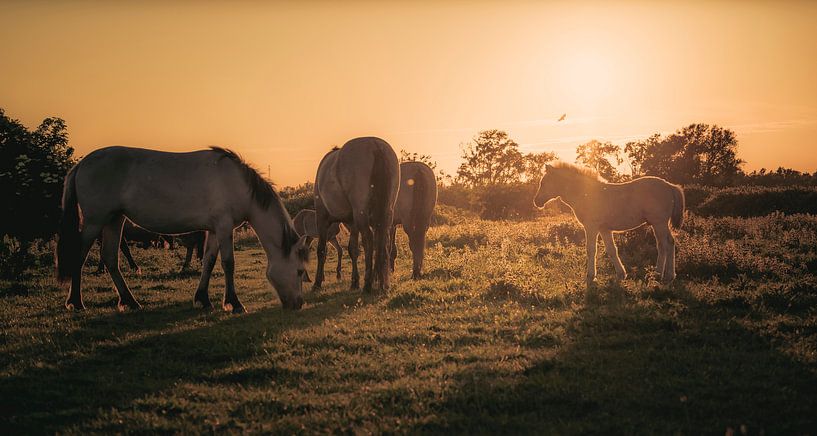 Horses at sunset by Alvin Aarnoutse