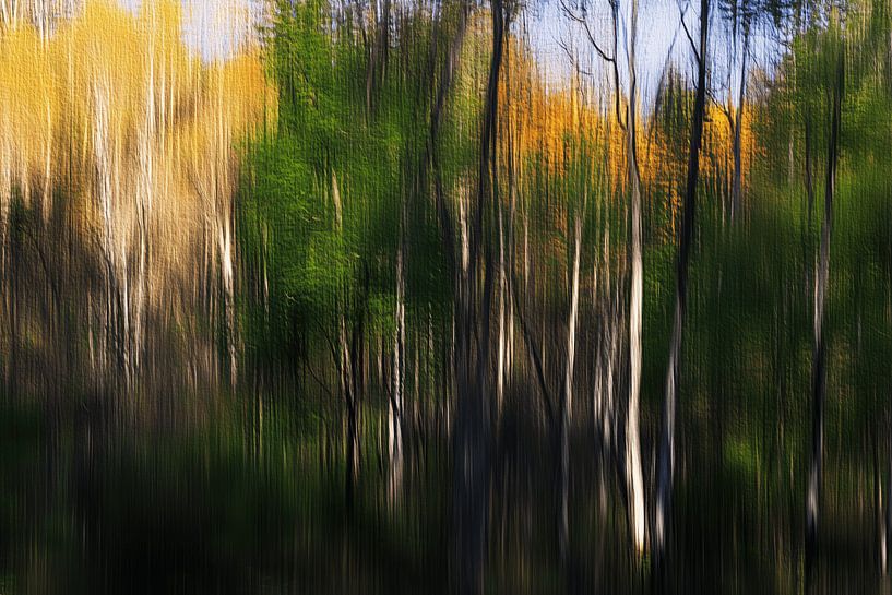 La magie de la forêt par Ton Kuijpers