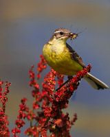 Gele Kwikstaart op rode Zuring