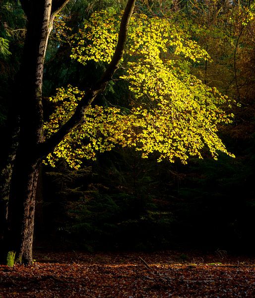 Blätter von Eelke Brandsma