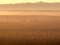 Cerfs rouges et brume du soir sur le Hoge Veluwe