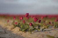 \Tulipes roses