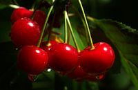 kersen met druppeltjes