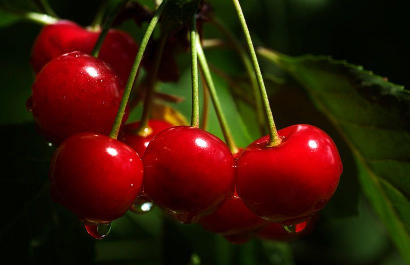 kersen met druppeltjes von George Burggraaff
