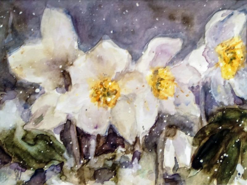 Christmas rose by Christine Nöhmeier