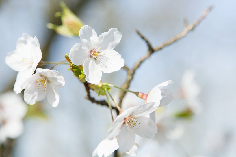 Lente Bloesem by Chantal Cornet