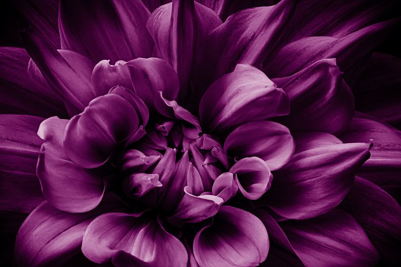 Flower purple dahlia by Dieter Walther