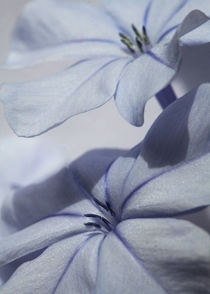 Blaue Blüher von Larka Louwe