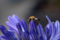 Eine Biene erkundet eine afrikanische Lilie