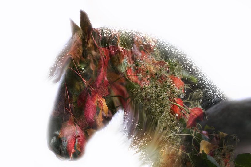 autumn horse by Kim van Beveren