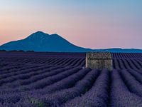Lavende a la douce France