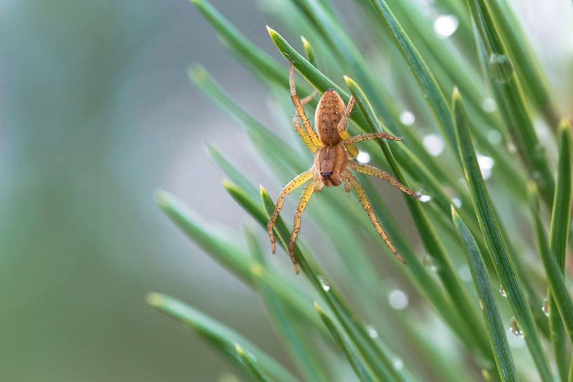 Spin met dauw by Kim van Dijk