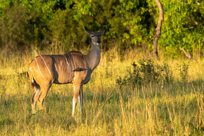 Kudu on duty by Johannes Jongsma