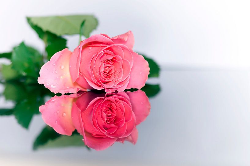 Little Rose von Jan Koppelaar Fotografie