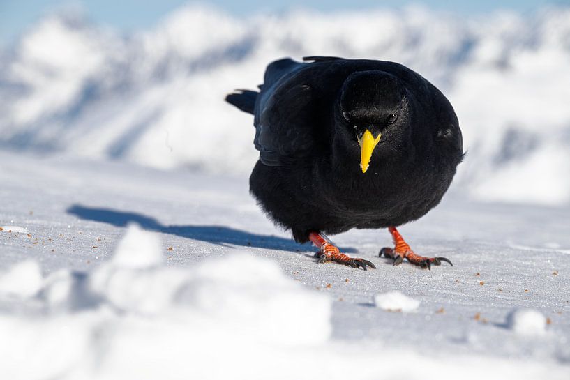 Eine neugierige Amsel auf der Suche nach Keksen von José IJedema