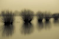 Pollard willows fight against the water