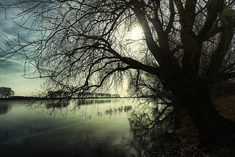 Bison Bay par jowan iven