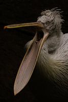 Pelecanus crispus